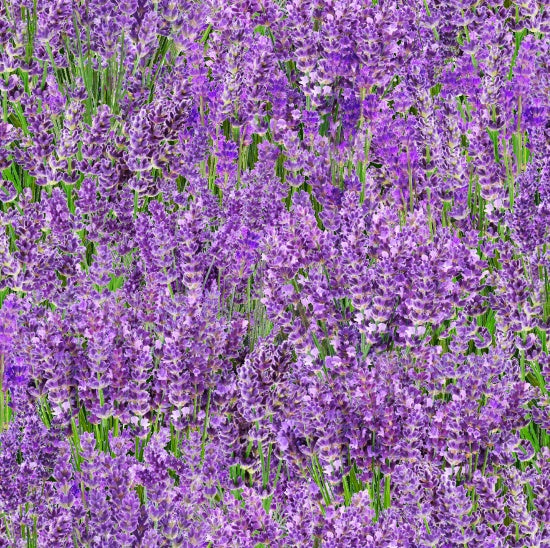 Elizabeth's Studio - Landscape Medley, Lavender, Purple