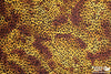 Nylon Lycra Knit 60" - Leopard Spots, Yellow